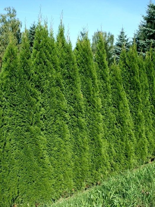 Seitenansicht einer Hecken aus Thuja Smaragd