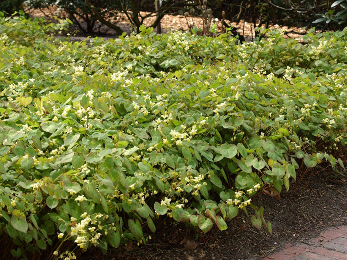 elfenblume-sulphureum  Gehölzrandpflanzung mit gelber Elfenblume