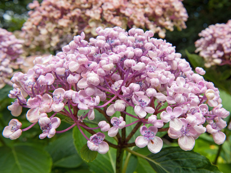 Nahaufnahme einer Bluete einer Hydrangea Ayesha