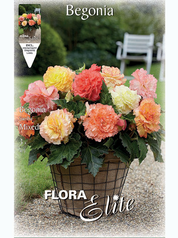 begonie-samba-mischung