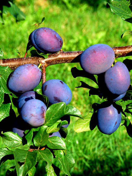 zwetsche_jolina_82396_0 Früchte der Zwetsche Jolina