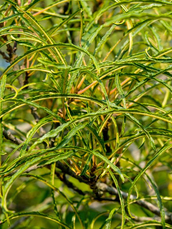 Laub des Rhamnus frangula Asplenifolia