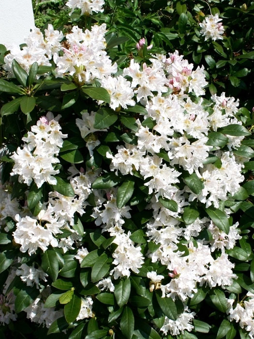 cunninghams-white-rhododend Rhododendron 'Cunningham's White' INKARHO®