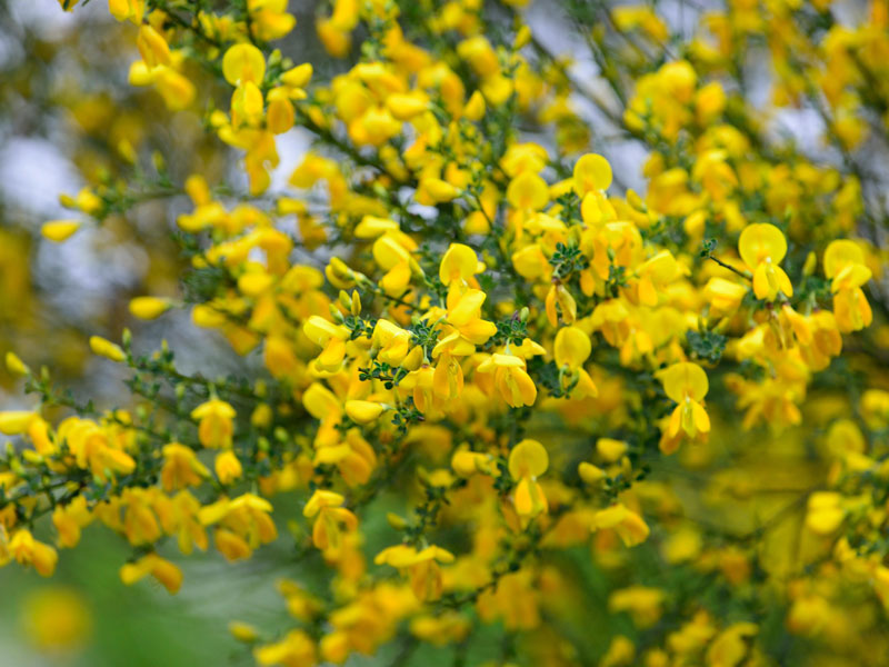 Cytisus scoparius, Besenginster Cytisus scoparius, Besenginster