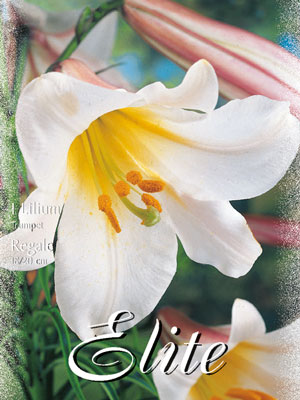 trompetenlilie_regale_76921_0 Trompeten-Lilie 'Regale' (Art.Nr. 597052)