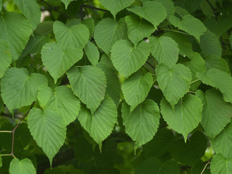 taschentuchbaum-laub