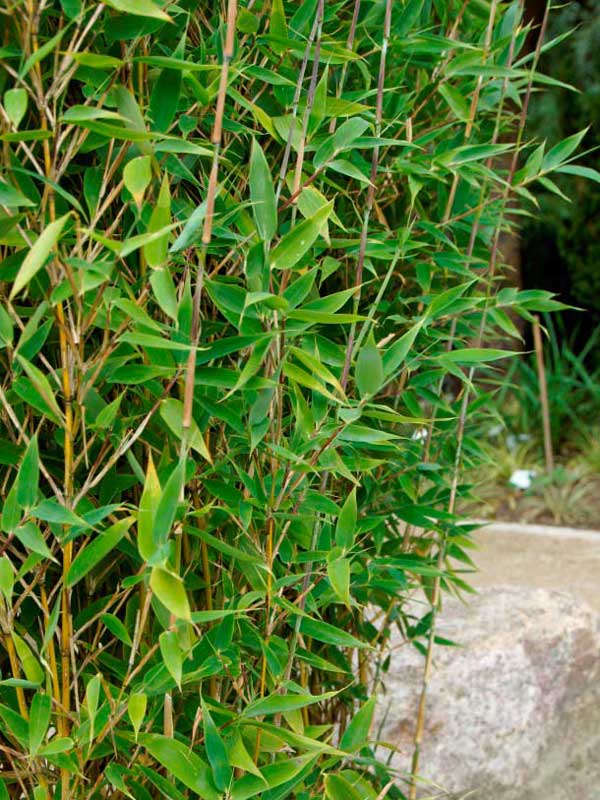 Halme und Blaetter des Fargesia Blue Lizard