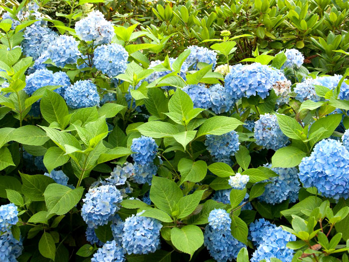 hydrangea-blau Hortensie Endless Summer Strauch