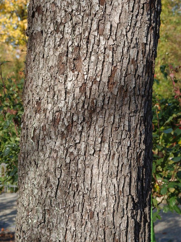 Sorbus-domestica-speierling