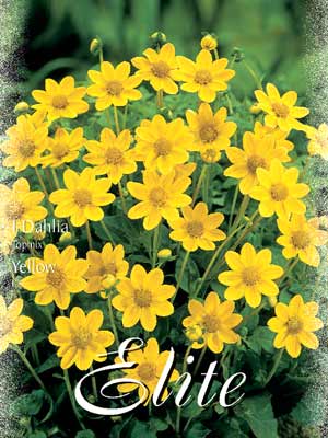 topmix_gelb_76310_0 Topmix-Dahlie 'Yellow', Dahlia (Art.Nr. 520620)