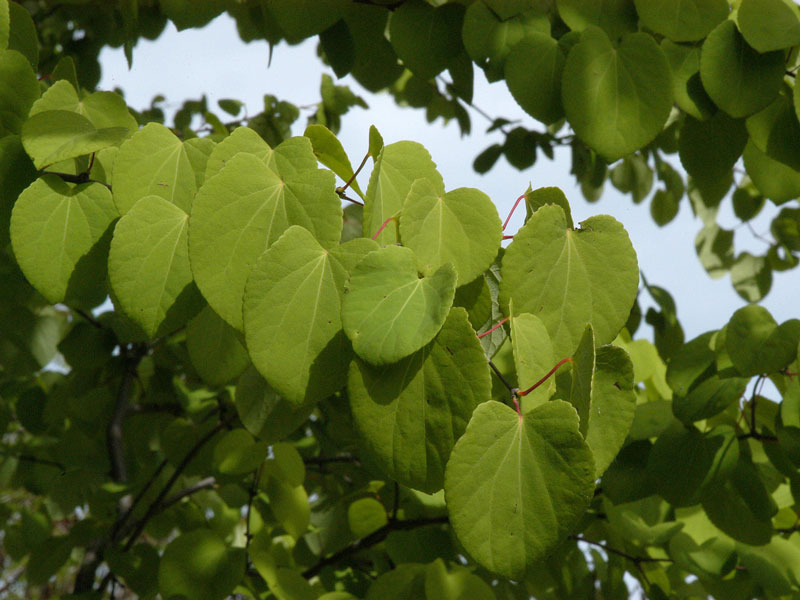 cercidiphyllum-japonicum-bl Cercidiphyllum japonicum, Kuchenbaum