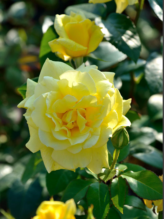 rose-landora55599702da76c Rosen-Stämmchen Landora ® - Tantau