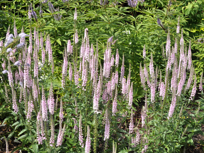 wiesen-ehrenpreis-pink-damask