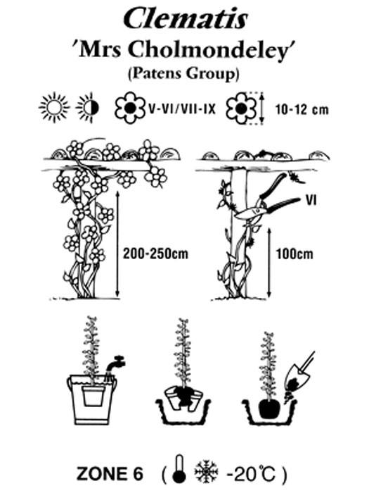 clematis-mrs-cholmondeley Pflanz- und Pflegeanleitung