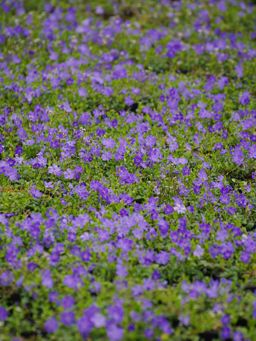vinca-minor-7 Eine mit dem immergrün bedeckte Fläche