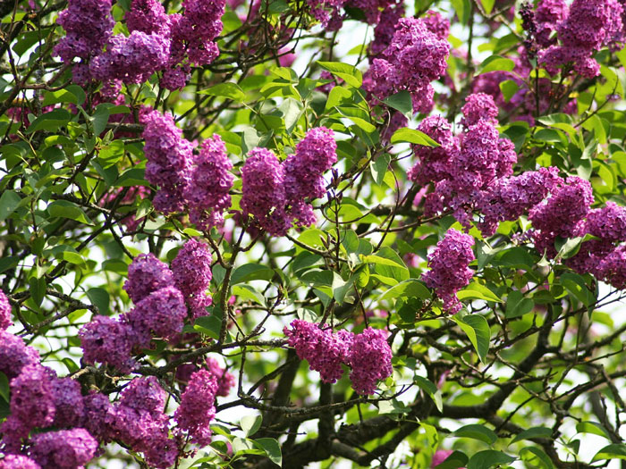 syringa-charles-joly Flieder Charles Joly Pflanze