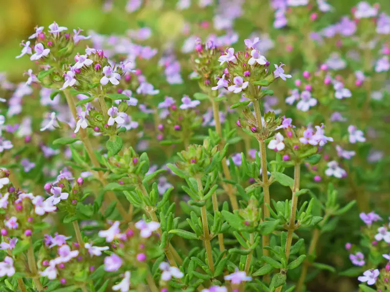 Nahaufnahme des Thymus vulgaris Nahaufnahme des Thymus vulgaris