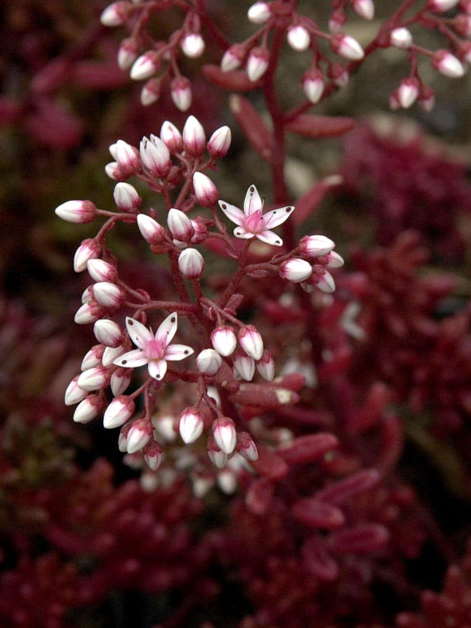 sedum-murale Sedum album 'Murale', Rotmoos-Mauerpfeffer, Fetthenne, Steinbrech, Fettblatt