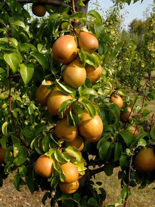 pyrus-gellerts-butterbirne Gellerts Butterbirne am Baum
