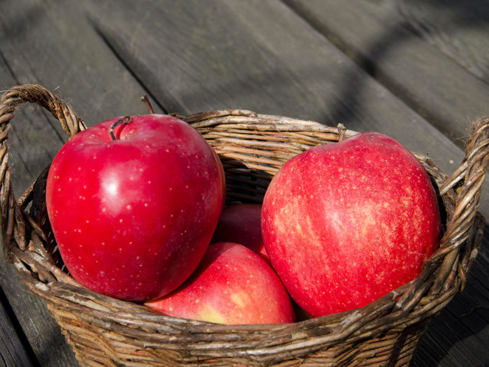 apfel-gloster Der Apfel 'Gloster' im Korb