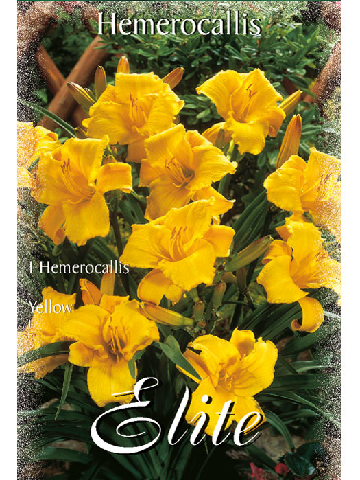 taglilie-stella-d-oro Taglilie 'Stella D' oro', Hemerocallis (Art.Nr. 521458)