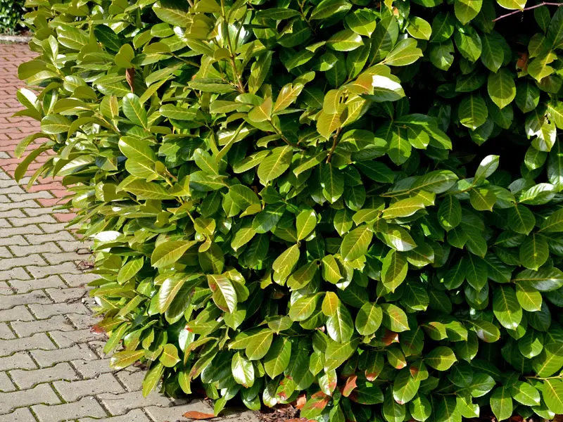 Porträt Prunus Novita Portraetaufnahme des Prunus laurocerasus Novita