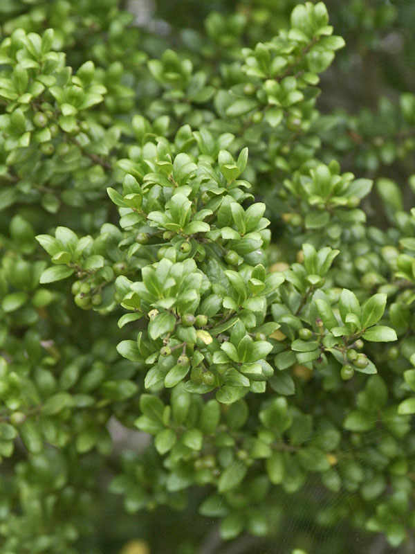 Nahaufnahme Ilex crenata Convexa Nahaufnahme Ilex crenata Convexa