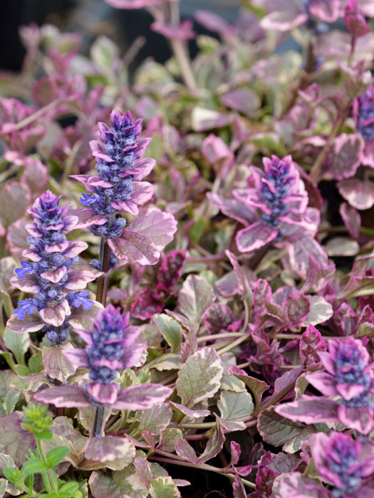 ajuga-burgundy-glow Blüte und Laub des buntblättrigen Kriechgünsels