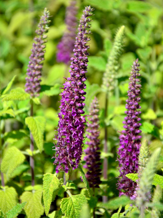 teucrium-paradise-delight