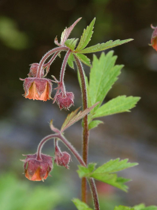 geum-rivale Geum rivale, Heimischer Bach-Nelkenwurz