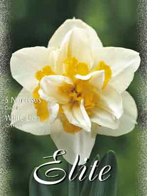 white_liom