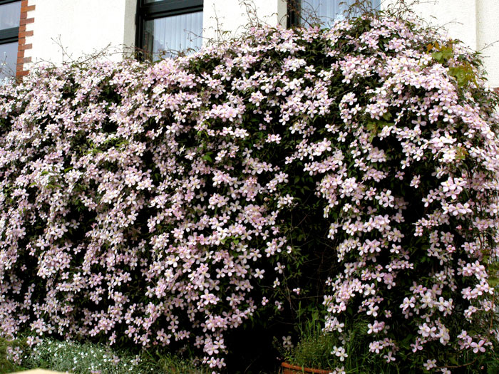 waldrebe-rubens Die Anemonenwaldrebe