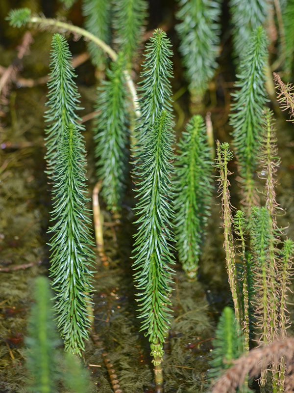 Wasserpflanze Hippuris vulgaris