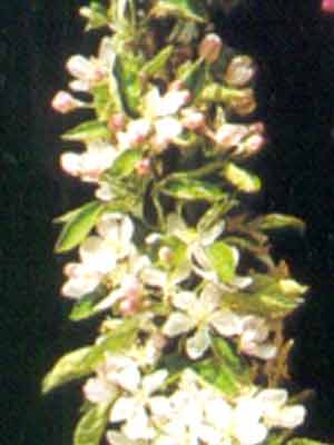 malus_ballerina_j3_78622_1_78623_1_78624_1_78625_1