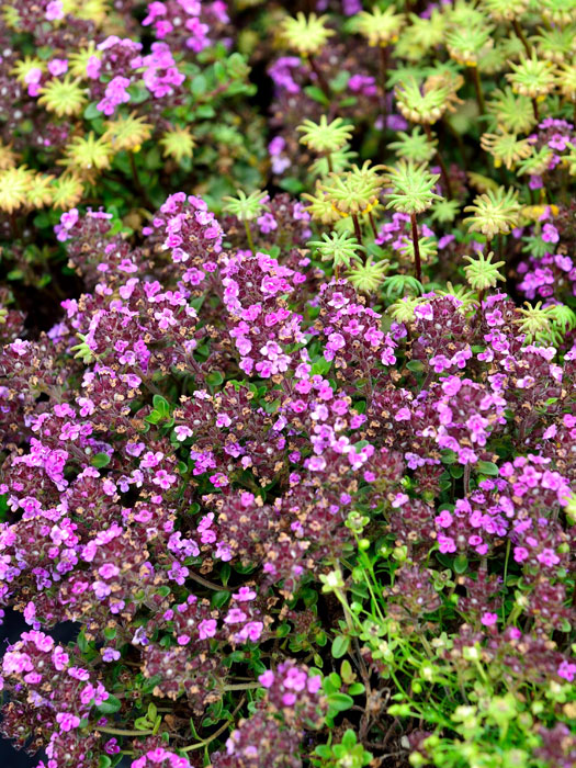 rosenduftthymian Rosenduftthymian, Thymus vulgaris 'Wine and Roses'