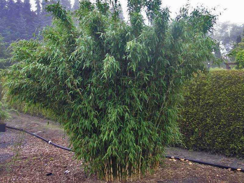 Fargesia Ivory Ibis Wuchs