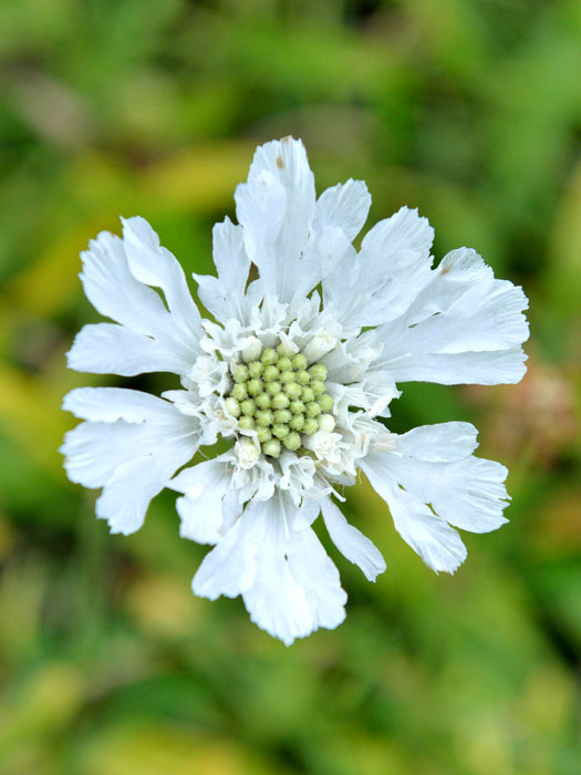scabiosa-perfecta-alba Scabiosa caucasica 'Perfecta Alba', Weiße Scabiose, Weiße Witwenblume