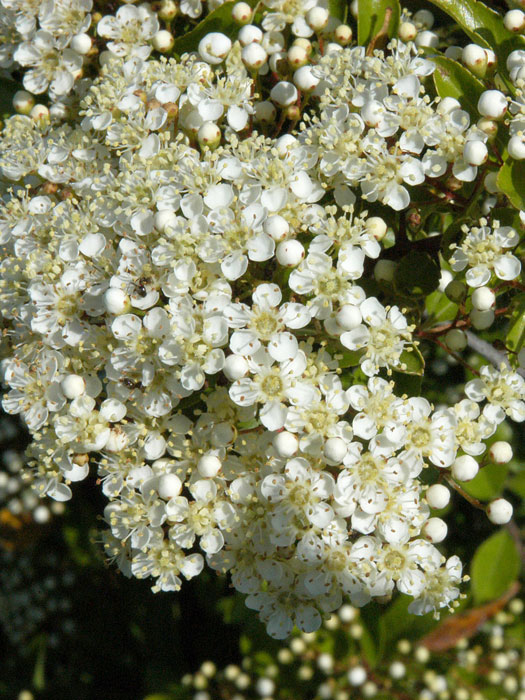 pyracantha-soleil-d-or-bluete Gelbfruchtiger Feuerdorn Blüte