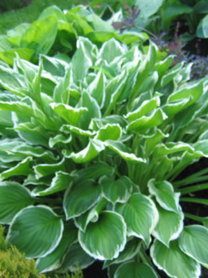 albomarginata Hosta fortunei 'Albomarginata' (M), Garten-Herzblattlilie