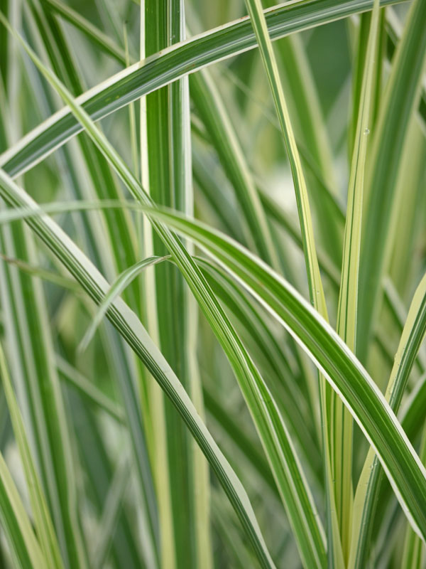 Nahaufnahme des Ziergrases Miscanthus Variegatus