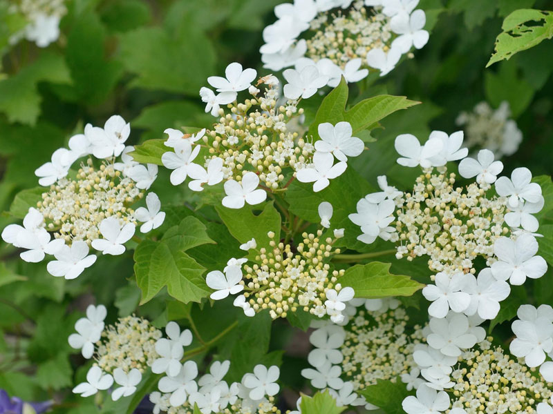 Nahaufnahme der Blueten des Gemeinen Schneeballs Nahaufnahme der Blueten des Gemeinen Schneeballs