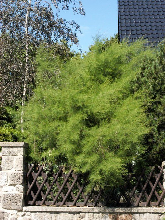 tamariske-blatt55599bcccc7c7 Frühlingstamariske Pflanze