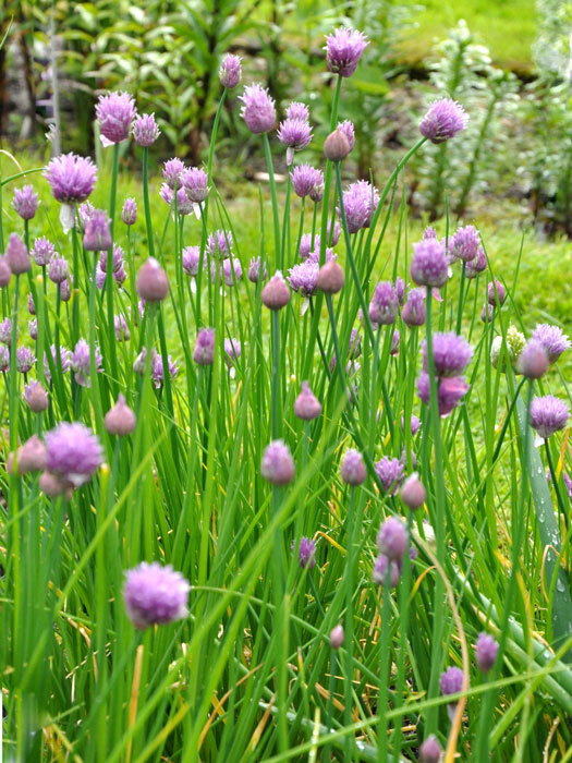 schnittlauch Schnittlauch,  Allium schoenoprasum