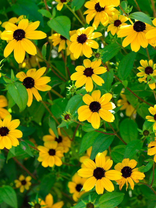 rudbeckia-triloba Rudbeckia triloba, Oktober-Sonnenhut