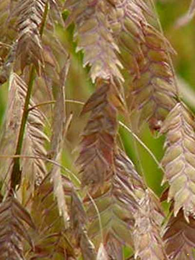 chasmanthium_latifolium3_80413_2 Chasmanthium latifolium 'River Mist', Weißbuntes Plattährengras