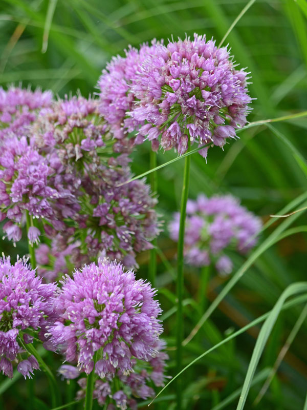 Nahaufnahme der Blueten des Allium Millenium