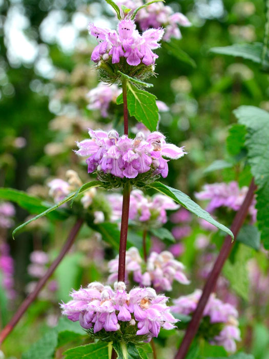 phlomis-tuberosa-bluete Phlomis tuberosa, Knollen-Brandkraut