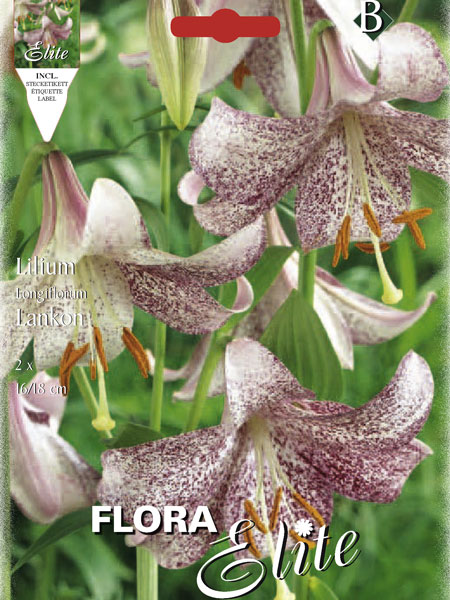 lilie_lankon_81913_0 Longiflorum Lilien-Hybride 'Lankon', Lilium (Art.Nr. 521700)
