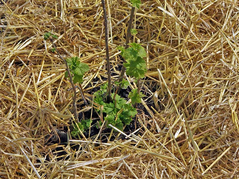 Mulchschicht aus Stroh um einen jungen Johannisbeerstrauch
