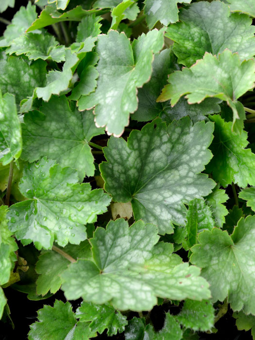 heuchera-white-cloud